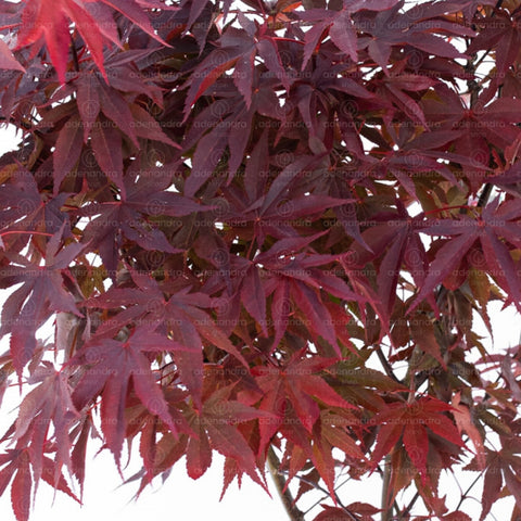 Artar japonez Fireglow (Acer Palmatum Fireglow), h 70-80 cm, rosu