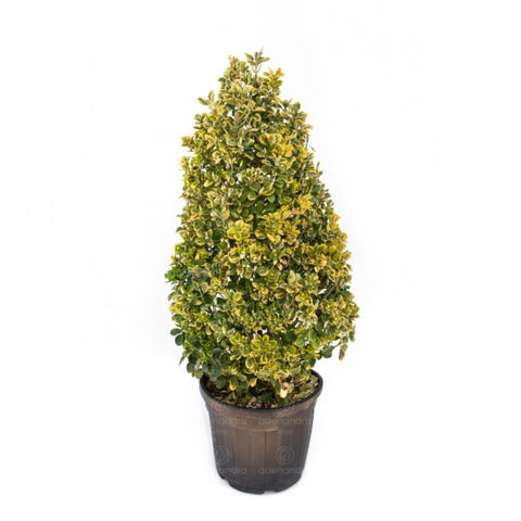 Salba japoneza Auomarginata (Euonymus Japonicum Ele. Aureus Aureomarginata), h 170 cm +, Cono