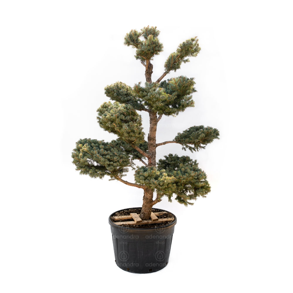 Silberfichte Oldenburg (Picea pungens oldenburg), Höhe 200-250 cm, Bon –  Adenandra