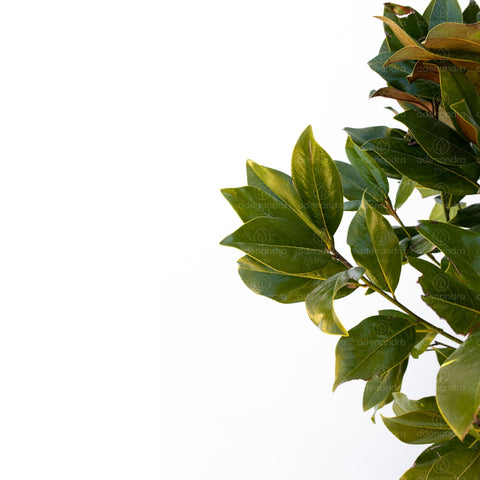 Magnolia vesnic verde (Magnolia Grandiflora Gallissoniensis) h 175-200 cm
