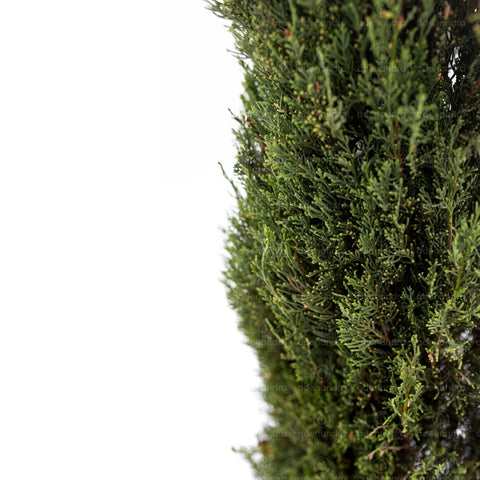 Chiparos Italian (Cupressus Sempervirens Pyramidalis Stricta), h 200-250 cm