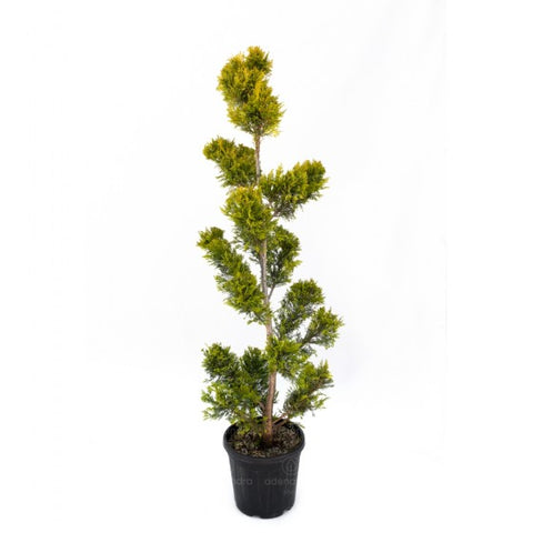 Chiparos Leyland auriu cu pompoane (Cupressocyparis Leylandii Castlewellan Gold Pompons),h 160-180 cm