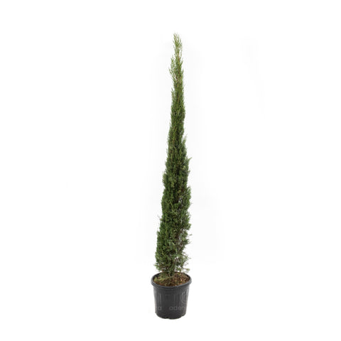 Chiparos Italian (Cupressus Sempervirens Pyramidalis Stricta), h 200-250 cm