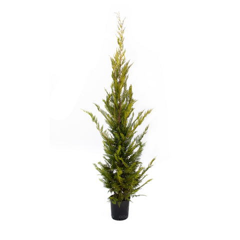 Chiparos Leyland Gold Rider (Cupressocyparis Leylandii Gold Rider), h 200-250 cm