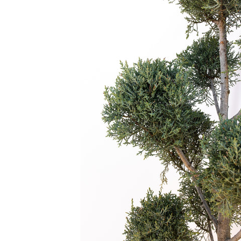 Chiparos de Arizona cu pompoane (Cupressus Arizonica Fastigiata), h 140-160 cm