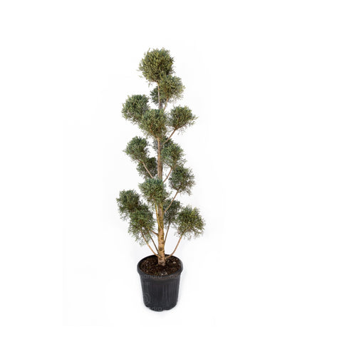 Chiparos de Arizona cu pompoane (Cupressus Arizonica Fastigiata), h 140-160 cm