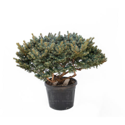 Molid argintiu Fat Albert (Picea Pungens Fat Albert), h 80-100 cm, Multistem