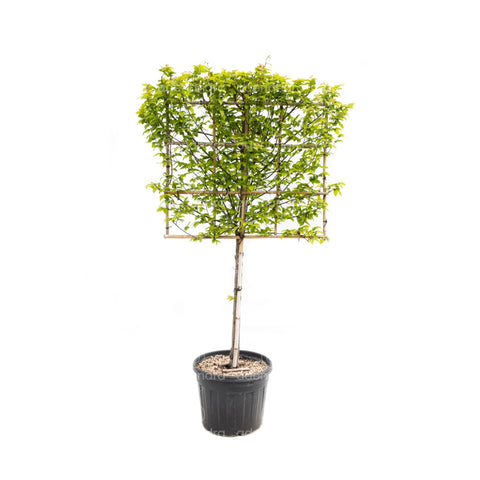 Carpen piramidal (Carpinus Betulus Pyramidalis), h 250-150, verde