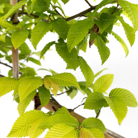 Carpen piramidal (Carpinus Betulus Pyramidalis), h 250-150, verde