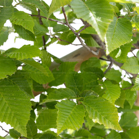 Carpen piramidal (Carpinus Betulus Pyramidalis), h 250-150, verde