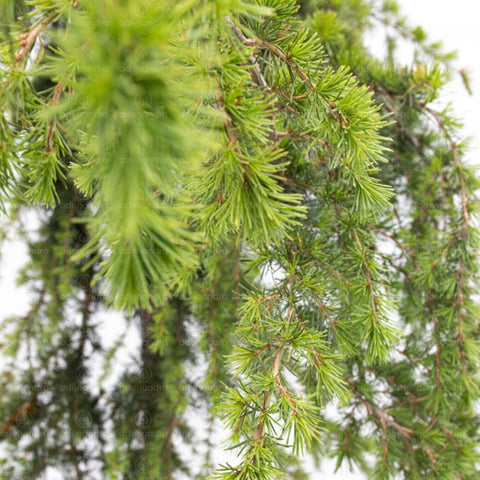 Cedru pendular (Cedrus Deodara Pendula), h 180-200 cm, circ.12-14 cm, verde