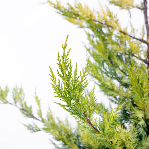 Chiparos Leyland Gold Rider (Cupressocyparis Leylandii Gold Rider), h 175-200 cm, galben