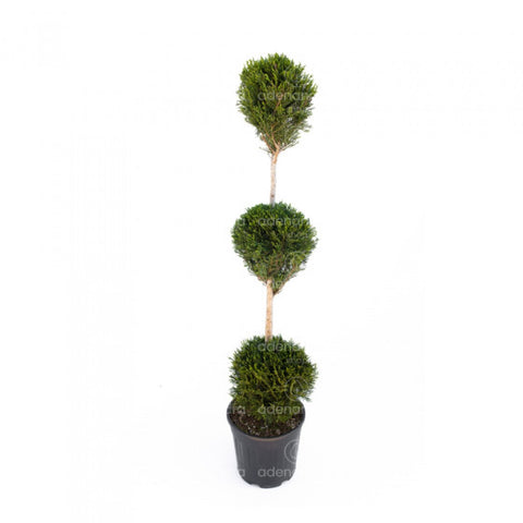 Chiparos Leyland spiralat auriu (Cupressocyparis Leylandii Castlewellan Gold 3 palle), h 80-100 cm