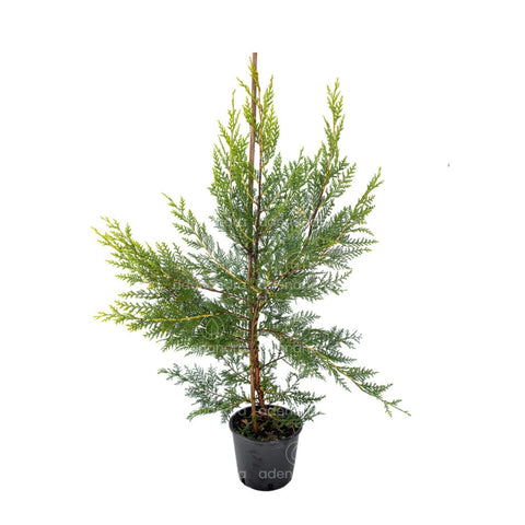 Chiparos Leyland gold rider (Cupressocyparis Leylandii Gold Rider), h 60-80 cm, galben