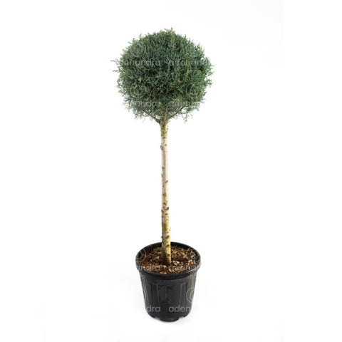 Chiparos de Arizona pe tulpina (Cupressus Arizonica Aurea Fastigiata), h 120-140 cm