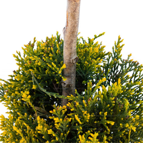 Chiparos Leyland auriu cu trei bile pe trunchi (Cupressocyparis Leylandii Castlewellan Gold 3 Palle), h 80-100 cm