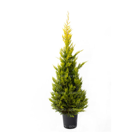 Chiparos Leyland gold rider (Cupressocyparis Leylandii Gold Rider), h 125-150 cm, galben