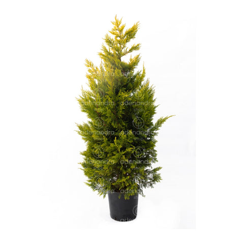 Chiparos Leyland gold rider (Cupressocyparis Leylandii Gold Rider), h 250-300 cm, galben