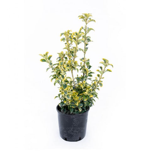 Salba japoneza Aureomarginatus (Euonymus Japonicus Elegantissimus Aureus Aureomarginatus), h 50-60 cm