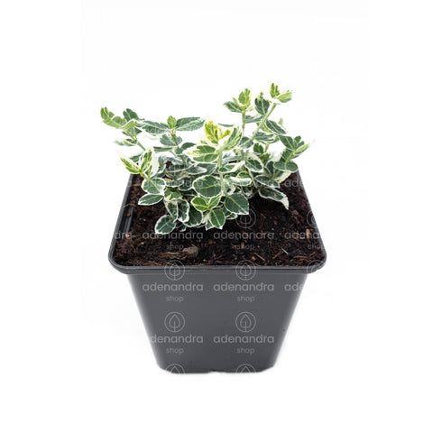 Salba japoneza (Euonymus Gaiety), h 20-30 cm, alb-verde
