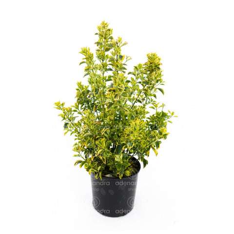 Salba japoneza (Euonymus Japonicum Elegant. Aureus Aureomarginata), h 60-80 cm, verde-galben