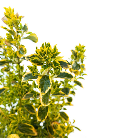 Salba japoneza (Euonymus Japonicum Elegant. Aureus Aureomarginata), h 60-80 cm, verde-galben