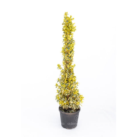 Salba japoneza (Euonymus Japonicum Elegantus Aureus Aureomarginata), h 125-150 cm, verde-galben