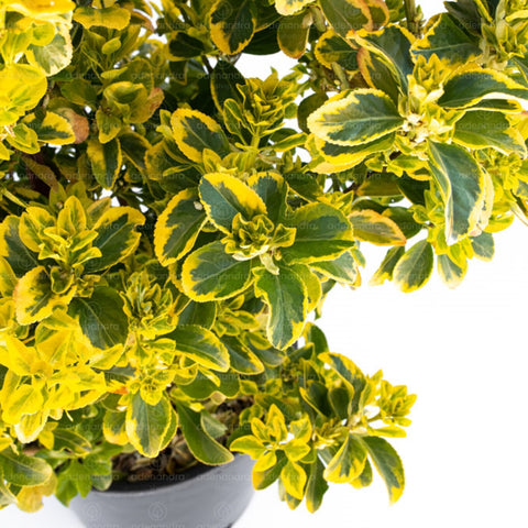 Salba japoneza (Euonymus Japonicum Elegant. Aureus Aureomarginata), h 60-70 cm, verde-galben