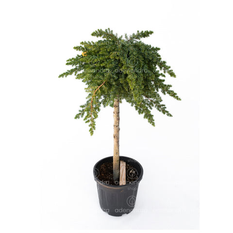 Ienupar tarator (Juniperus Conferta Blue Pacific), h 110-130 cm, verde-albastru