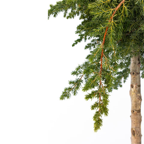 Ienupar tarator (Juniperus Conferta Blue Pacific), h 110-130 cm, verde-albastru