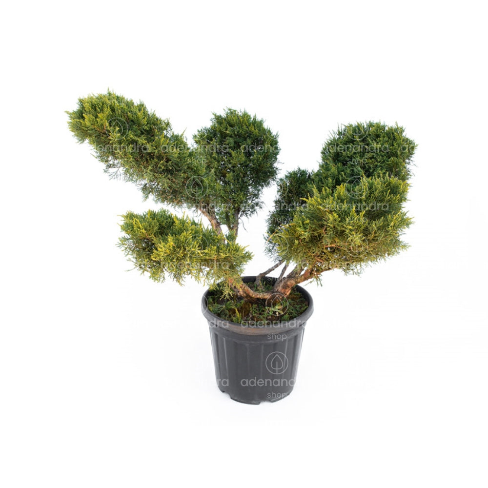 Wacholder-Bonsai (Juniperus media Old Gold), Höhe 80–100 cm, gelb –  Adenandra