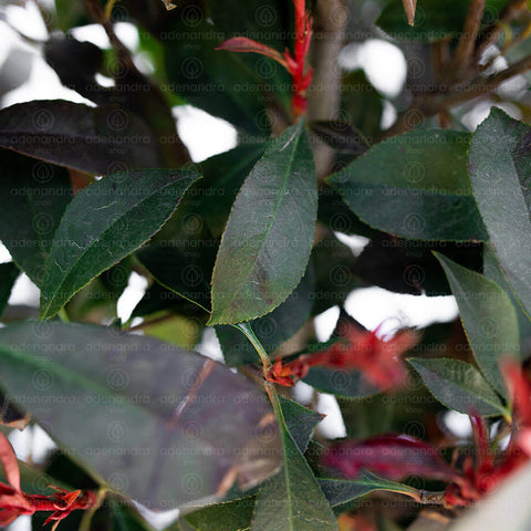 Photinia compacta (Photinia Fraseri Robusta Compacta), h 125-150 cm Cono