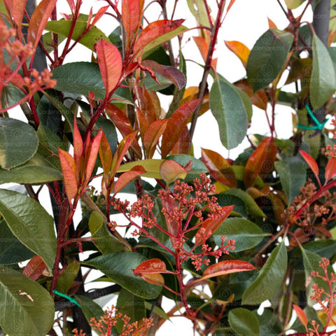 Photinia compacta (Photinia Fraseri Robusta Compacta), 120-80 cm, verde-rosu