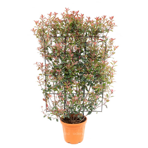 Photinia compacta (Photinia Fraseri Robusta Compacta Spalliera), h 120-80 cm, verde-rosu