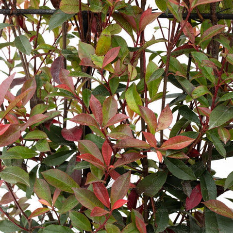Photinia compacta (Photinia Fraseri Robusta Compacta Spalliera), h 120-80 cm, verde-rosu