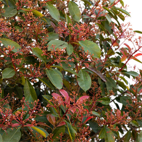 Photinia Red Robin, forma conica, h 200-250 cm, verde-rosu