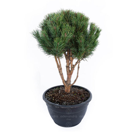 Pin de padure (Pinus Sylvestris Watereri S. Nana Ciotola), h 70-80 cm Nuvola