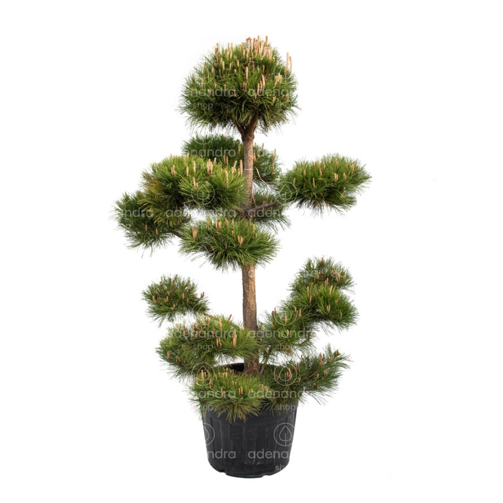 bonsai pinus nigra Bonsai-Schwarzkiefer (Pinus Nigra Austriaca Zolla), H 260-280 cm – Adenandra