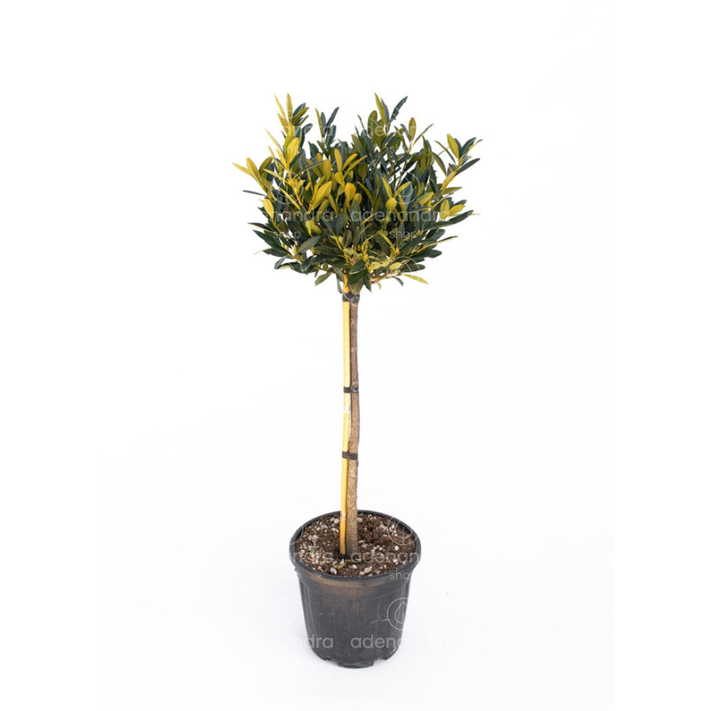 Englischer Lorbeer (Prunus laurocerasus Otto Luyken), am Stamm, Höhe 1 –  Adenandra