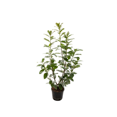 Laur englezesc (Prunus Laurocerasus Novita), h 70-90 cm, verde
