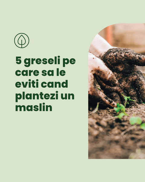 5 greseli pe care sa le eviti cand plantezi un maslin