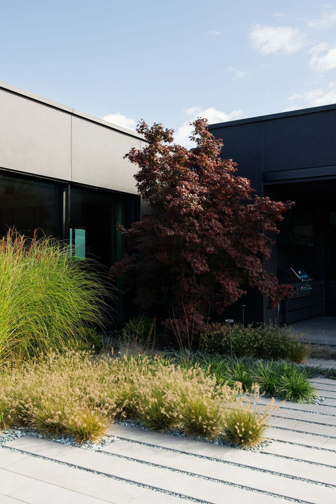 Arțar Japonez (Acer palmatum) – x varietăți spectaculoase disponibile acum la Adenandra.shop