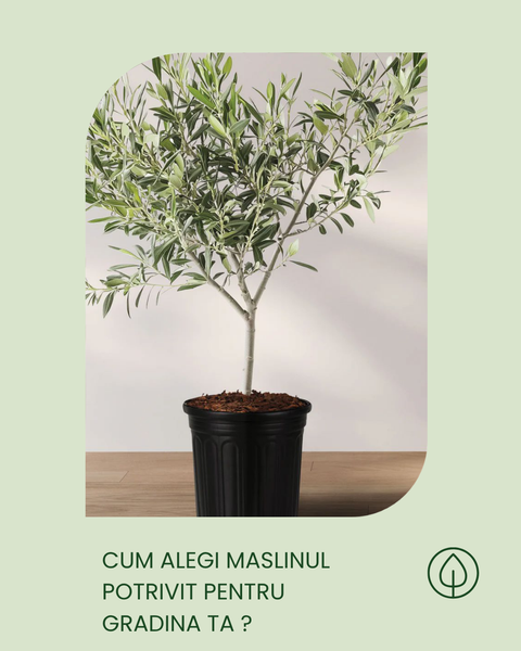 Cum alegi maslinul potrivit?