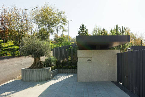 Cum alegi un Măslin Secular pentru grădina ta? Tipuri, prețuri și recomandări