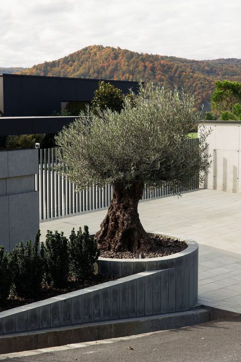 Cum îngrijești corect măslinul pe timp de iarnă?