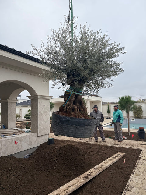 Cum să plantezi corect un măslin - Ghid pas cu pas