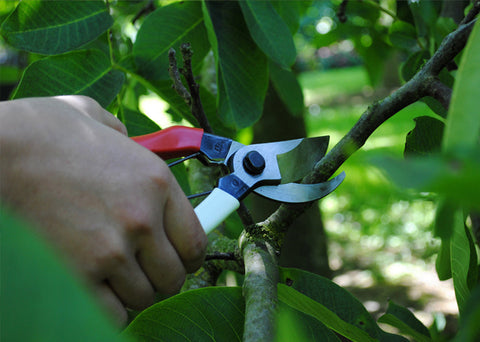 Foarfeca Okatsune 101 - Precizie Japoneza pentru taieri fine si control maxim