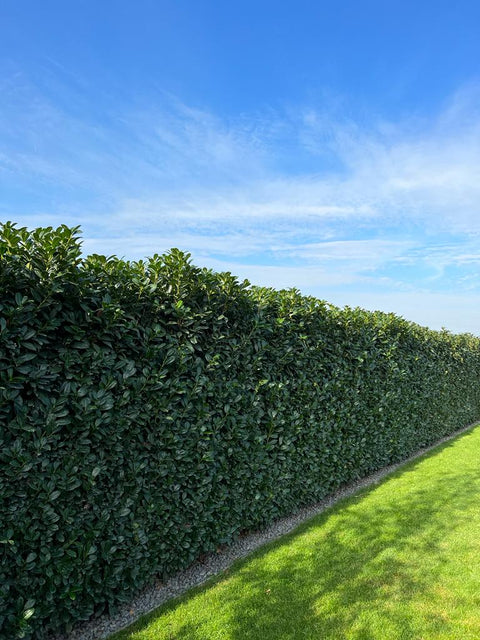 Prunus laurocerasus Novita – ghid complet pentru plantare, îngrijire și gard viu