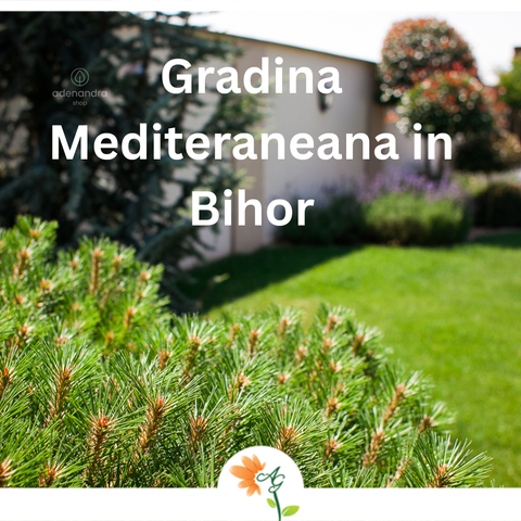 Gradina Mediteraneana în Bihor – Cum creezi un colt de vacanța la tine acasa
