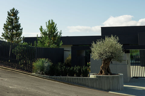 Iată cât de bine poate arăta măslinul în grădina ta